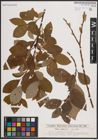 Foto von Salix caprea L.